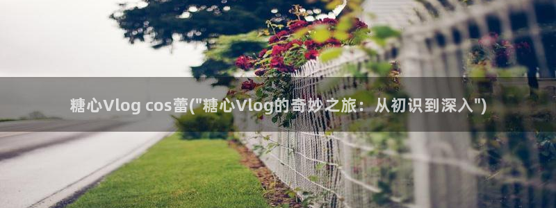 糖心vlog搬运工